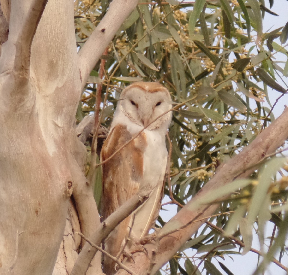 Barn Owl - ML435283131