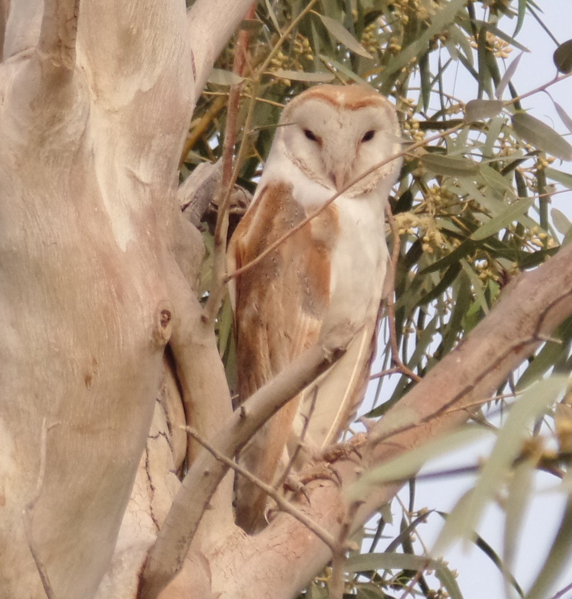 Barn Owl - ahmad mohammadi ravesh