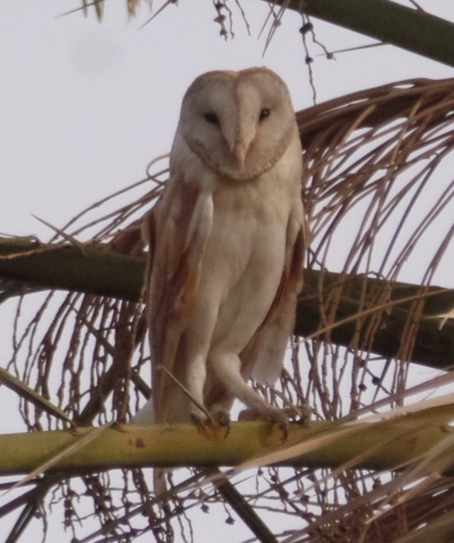 Barn Owl - ML435283151