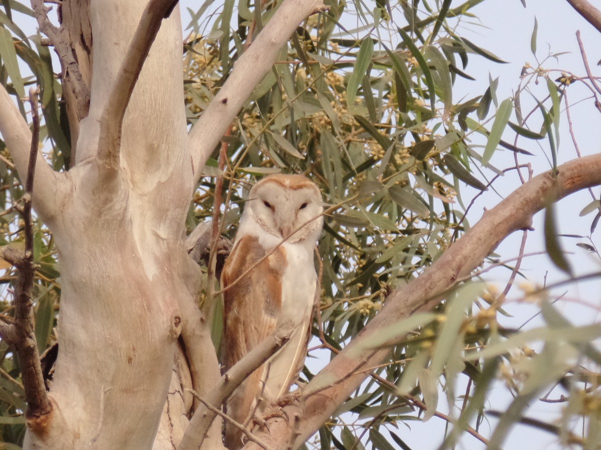 Barn Owl - ML435283281