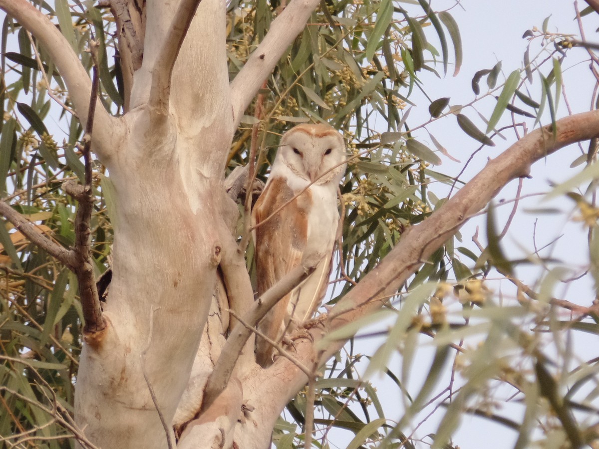 Barn Owl - ML435283301