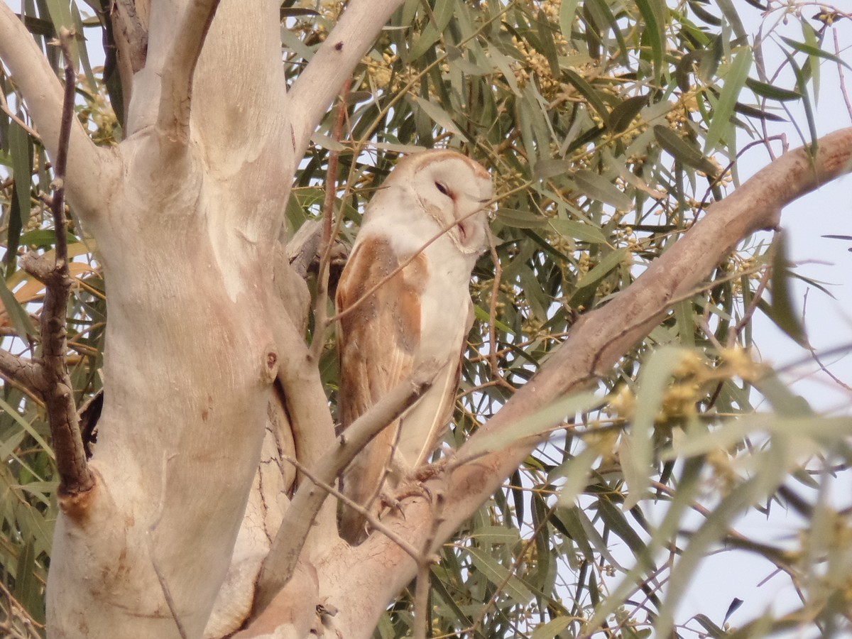 Barn Owl - ML435283311