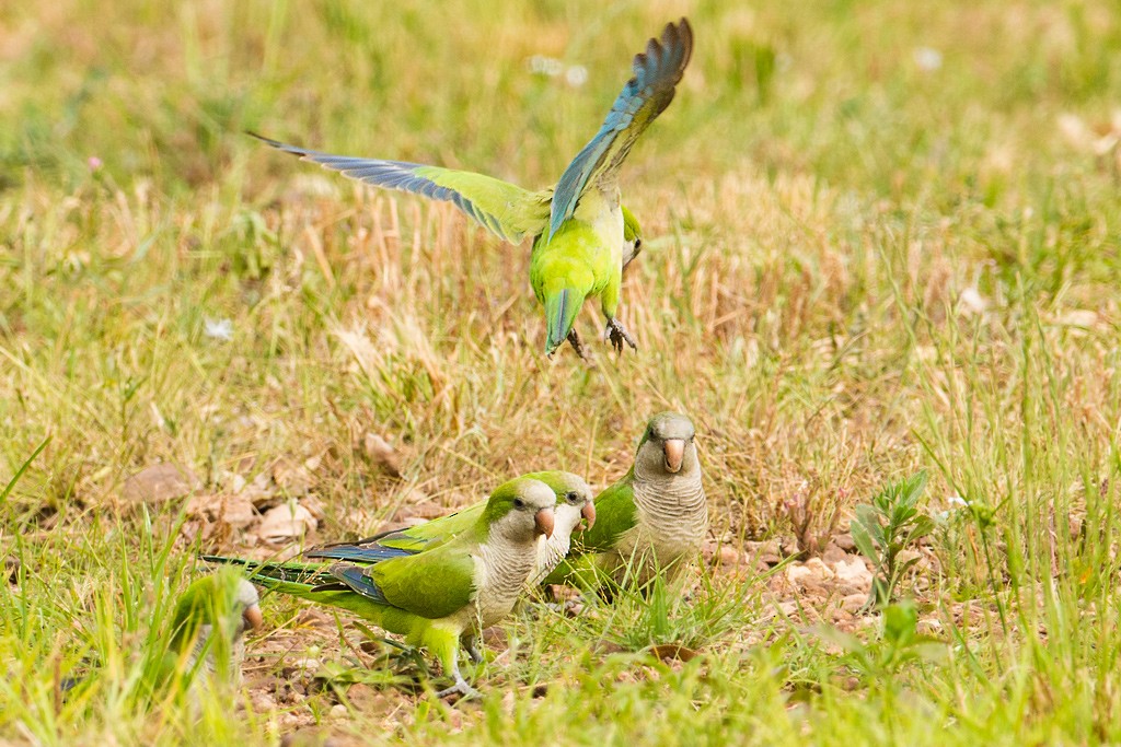 Monk Parakeet - ML43528421