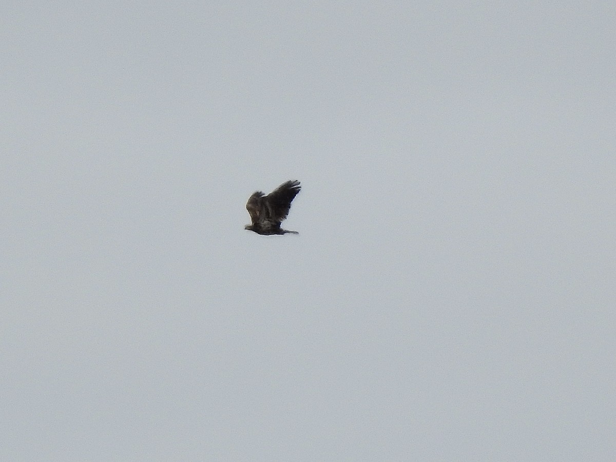 Bald Eagle - Sharlane Toole