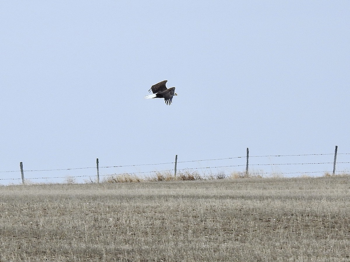 Weißkopf-Seeadler - ML435284691