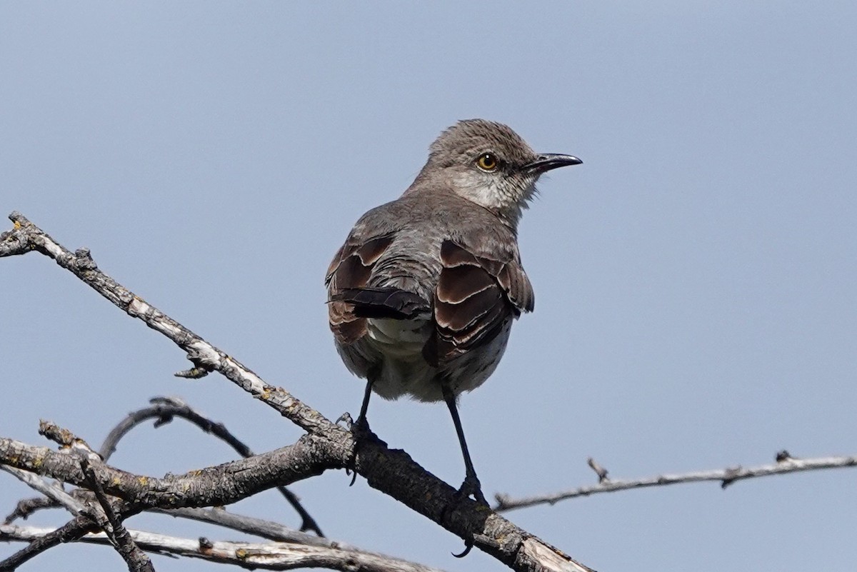 Northern Mockingbird - ML435284731