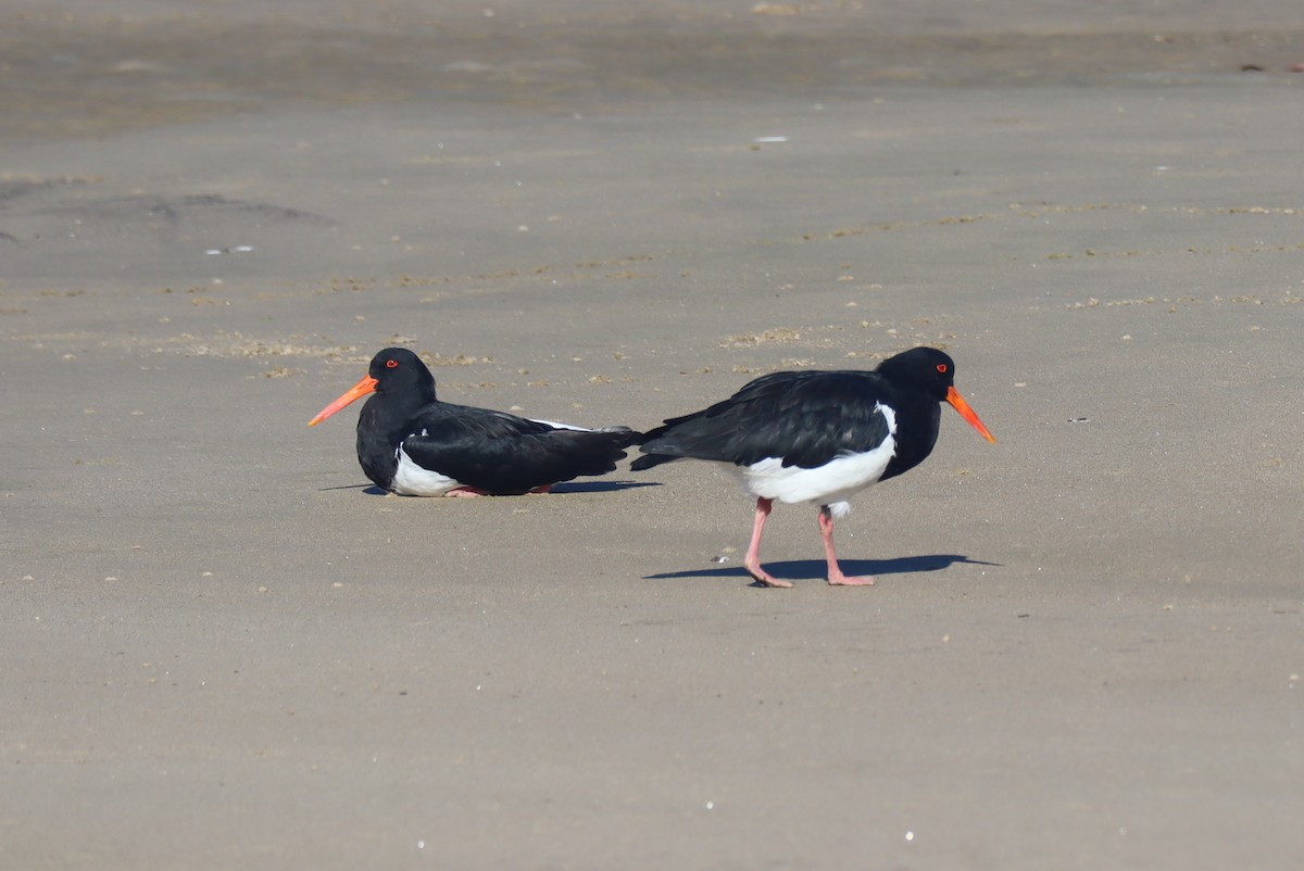 Pied Oystercatcher - Paul Rowan