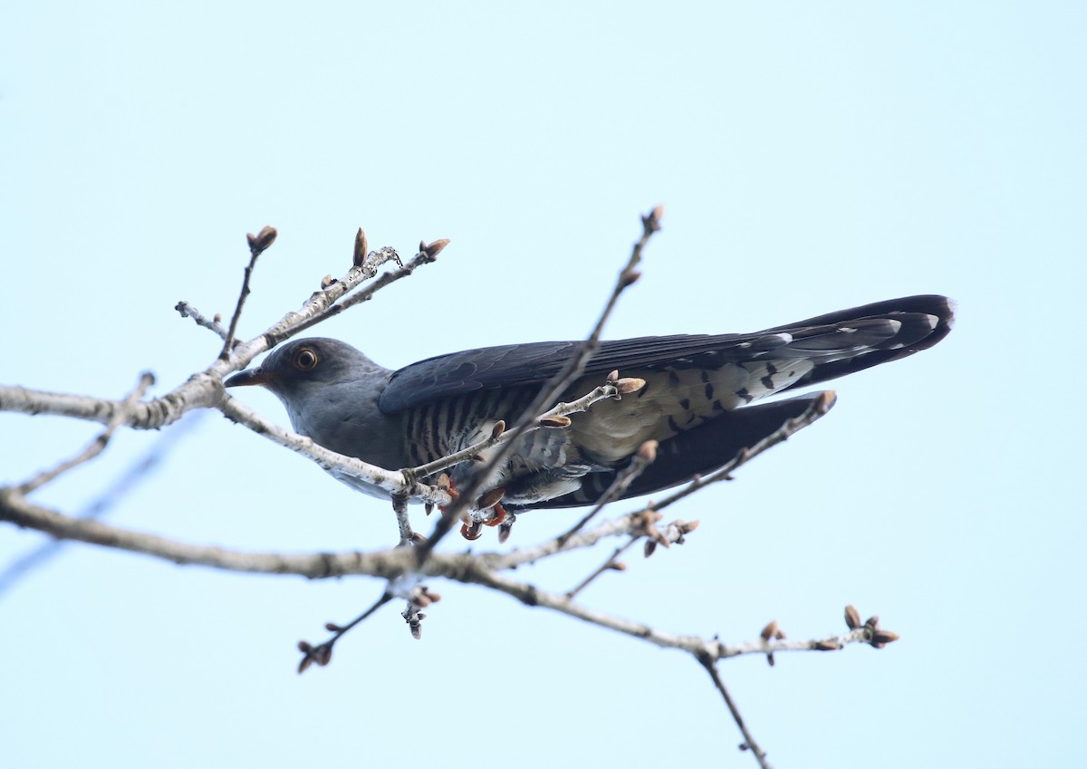 Himalayan Cuckoo - ML435285561