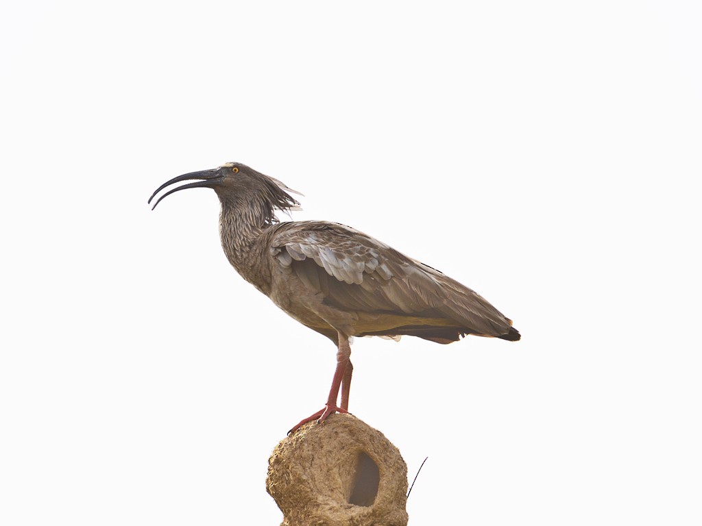 ibis běločelý - ML43528601