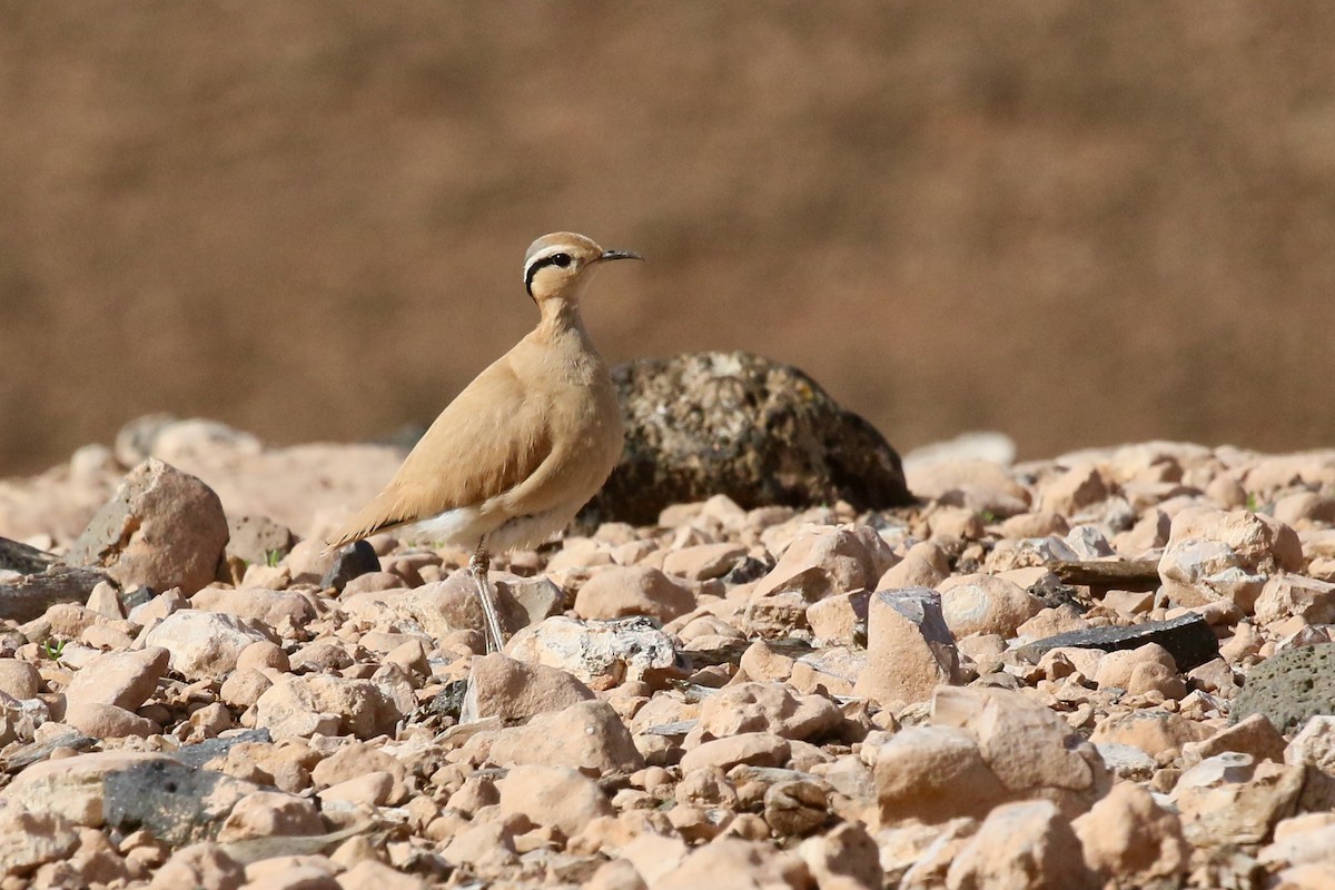 Cream-colored Courser - ML435287501