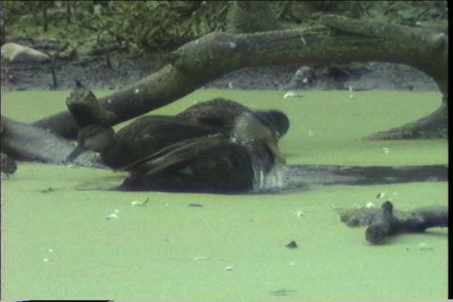 American Black Duck - ML435288