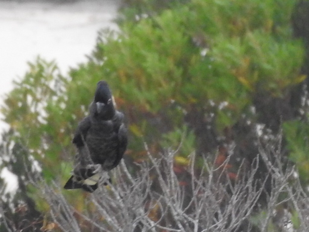 Yellow-tailed Black-Cockatoo - ML435288431