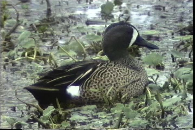 Blue-winged Teal - ML435289