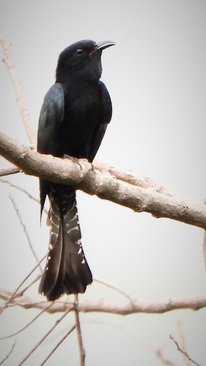Square-tailed Drongo-Cuckoo - Girish Chhatpar