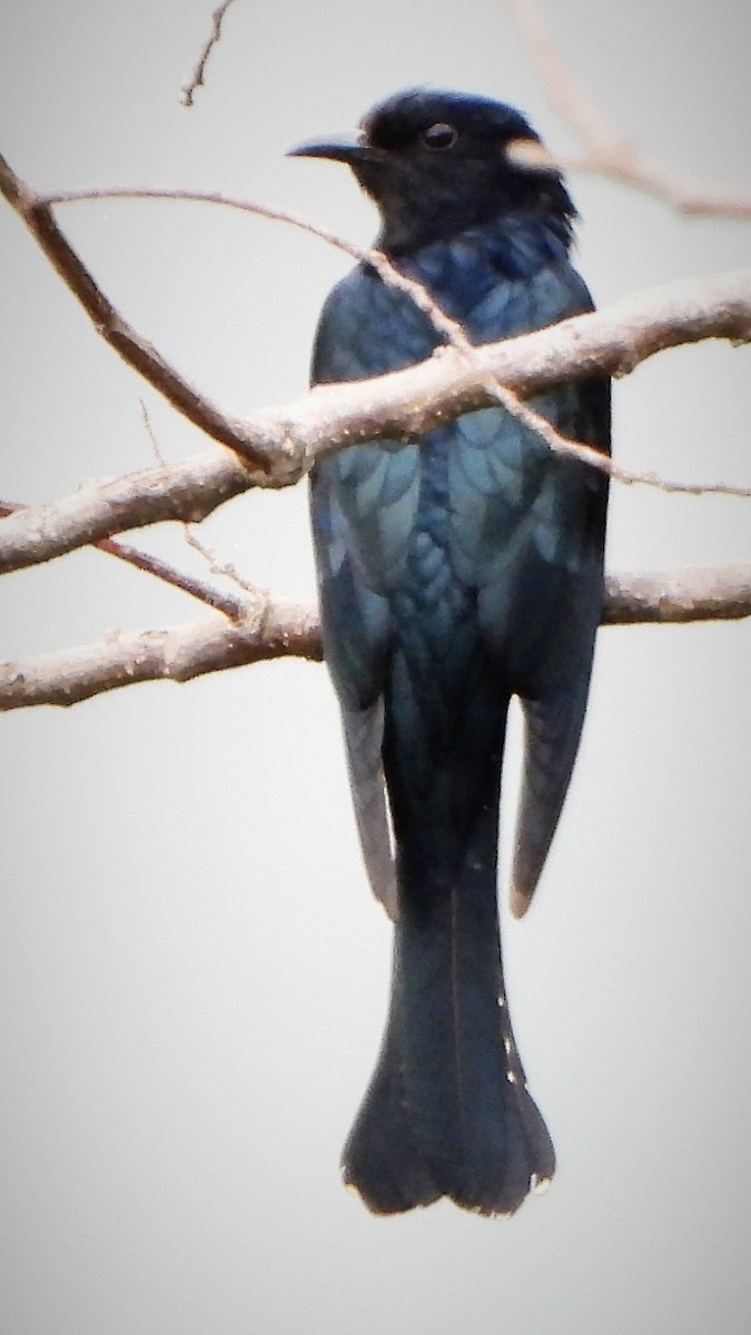 Square-tailed Drongo-Cuckoo - Girish Chhatpar