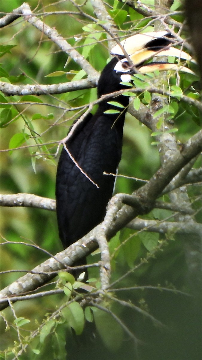 Oriental Pied-Hornbill - Girish Chhatpar