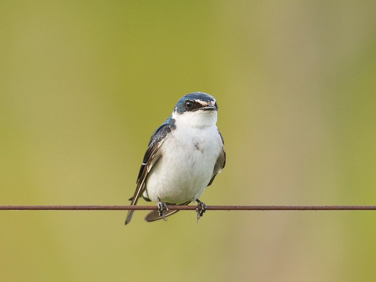 White-rumped Swallow - Evaldo Cesari de de Oliveira Jr