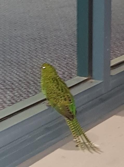 Ground Parrot (Eastern) - ML435289841