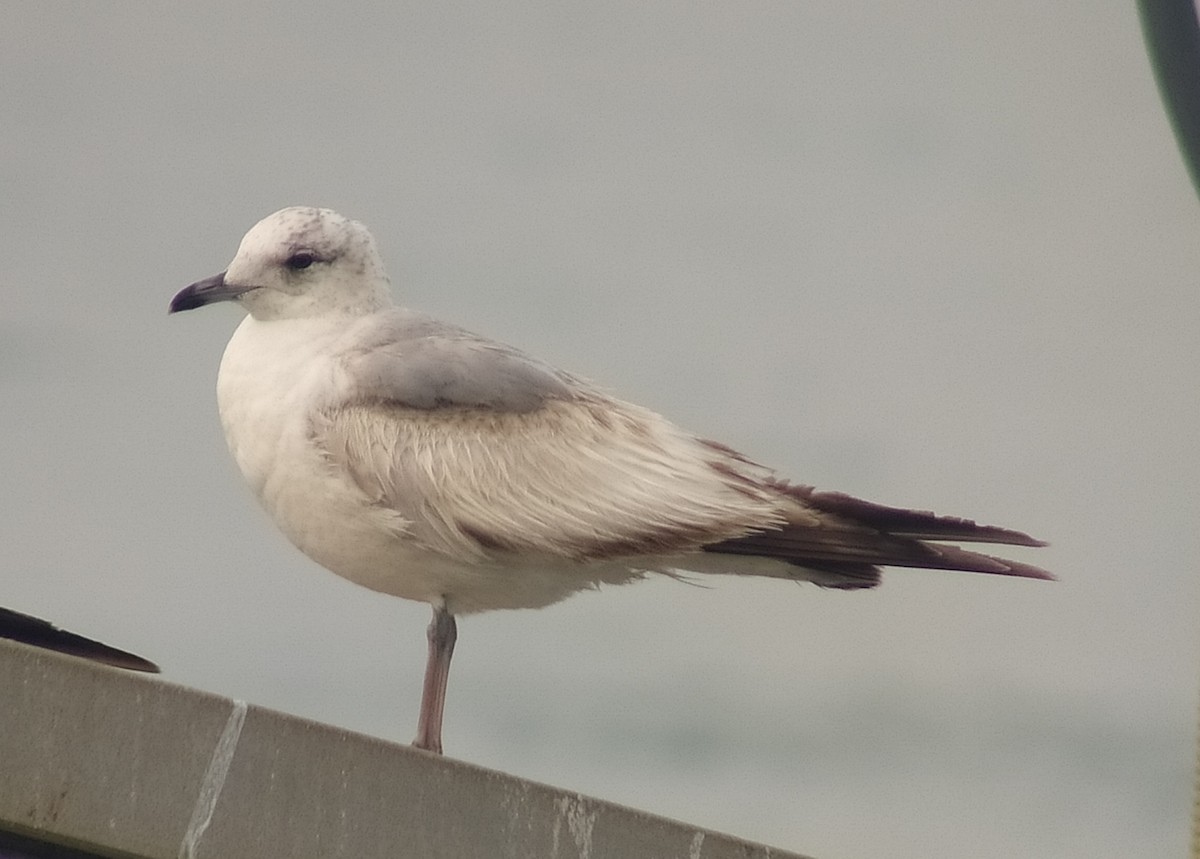 Common Gull - ML435291421