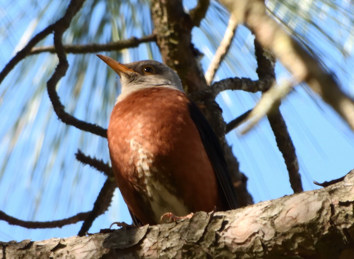 Chestnut Thrush - ML435294721