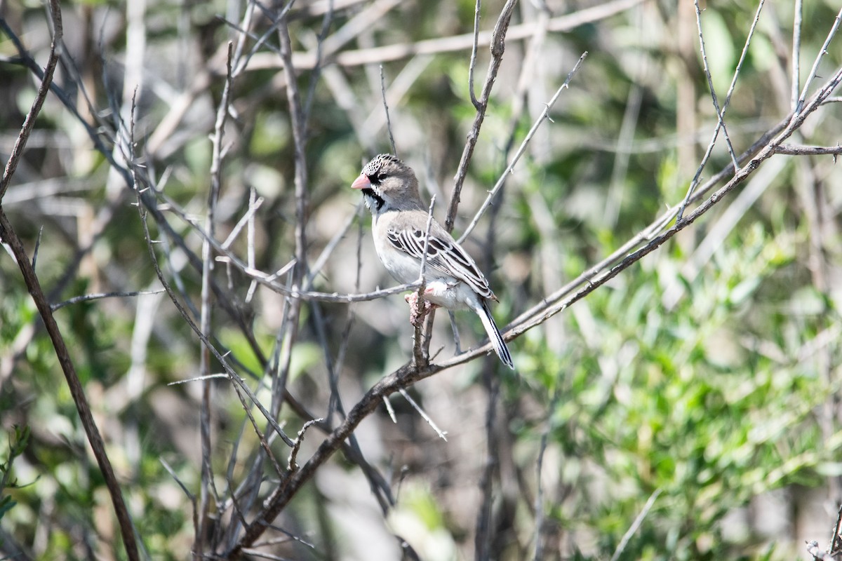 Scaly Weaver - ML435294871