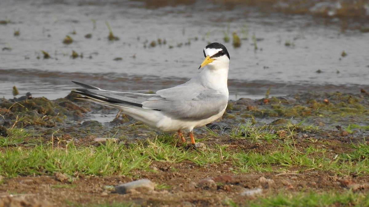 Little Tern - ML435297201