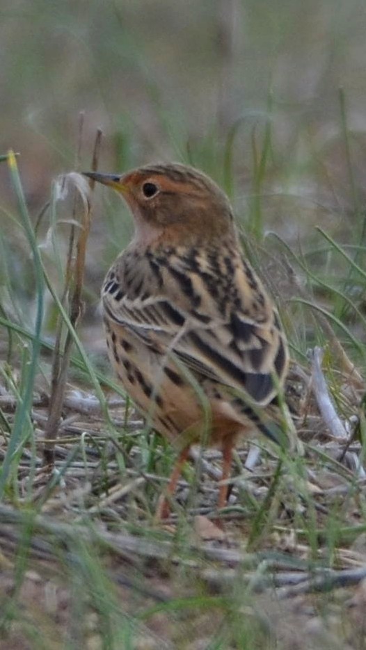 Red-throated Pipit - ML435297211