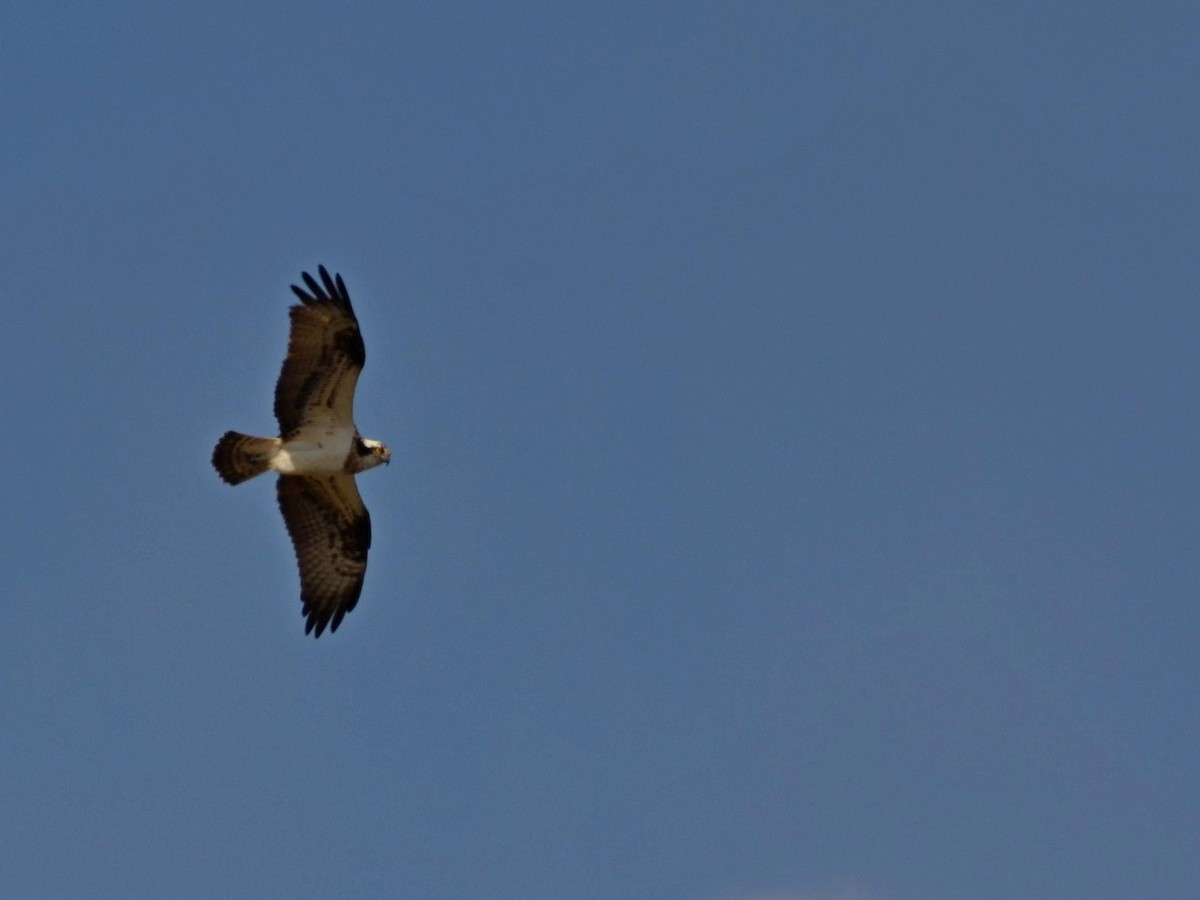 Osprey - ML435297481