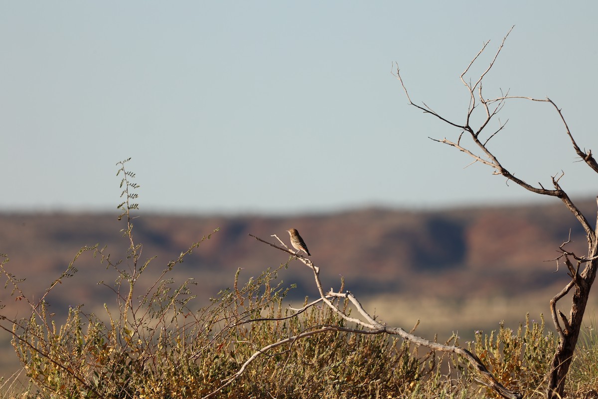 Crimson Chat - ML435297651