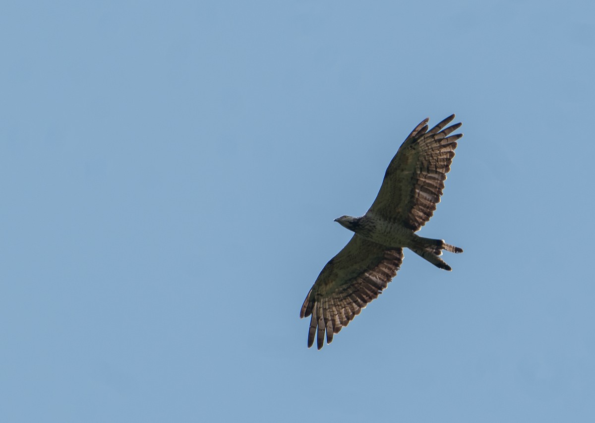 Oriental Honey-buzzard - Bill Bacon