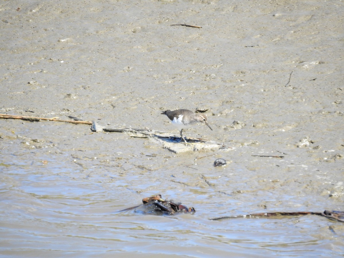 Common Sandpiper - ML435298261