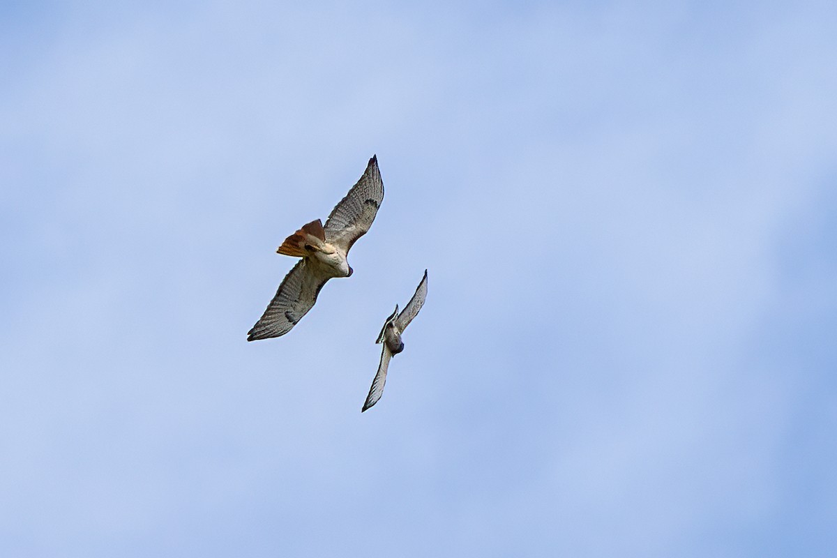 Red-tailed Hawk - ML435298581