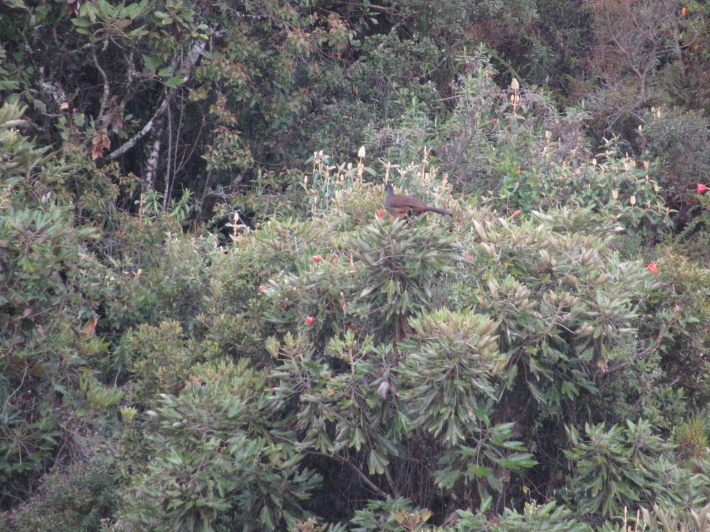 Andean Guan - ML435298601