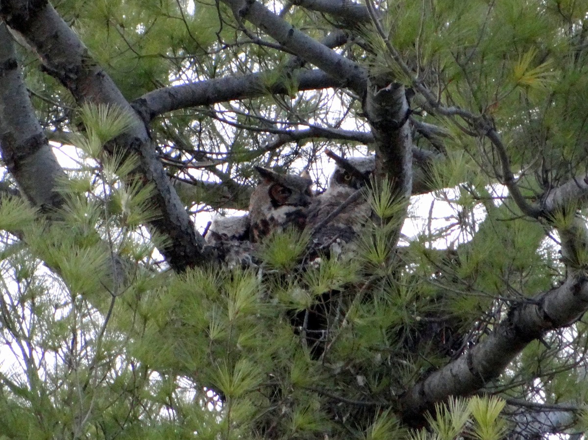Great Horned Owl - ML43529891