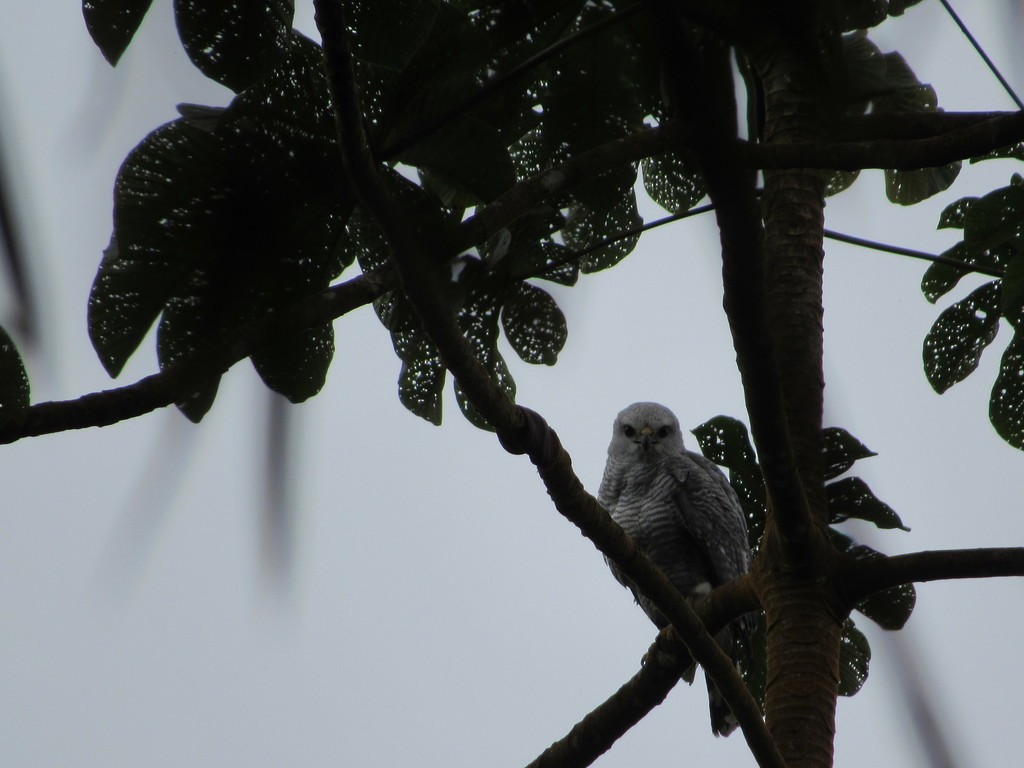 Gray-lined Hawk - ML435301161