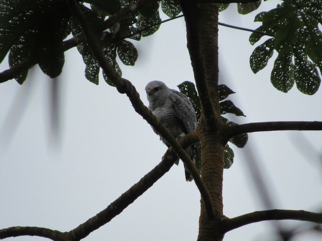 Gray-lined Hawk - ML435301171