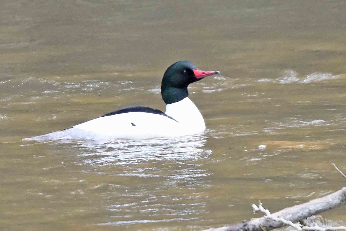 Хумхин бохио - ML435301761