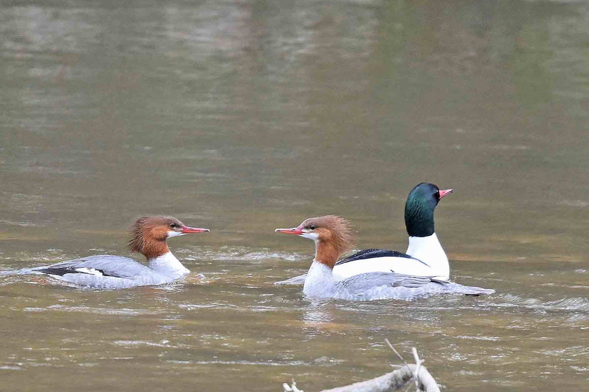 Хумхин бохио - ML435301771