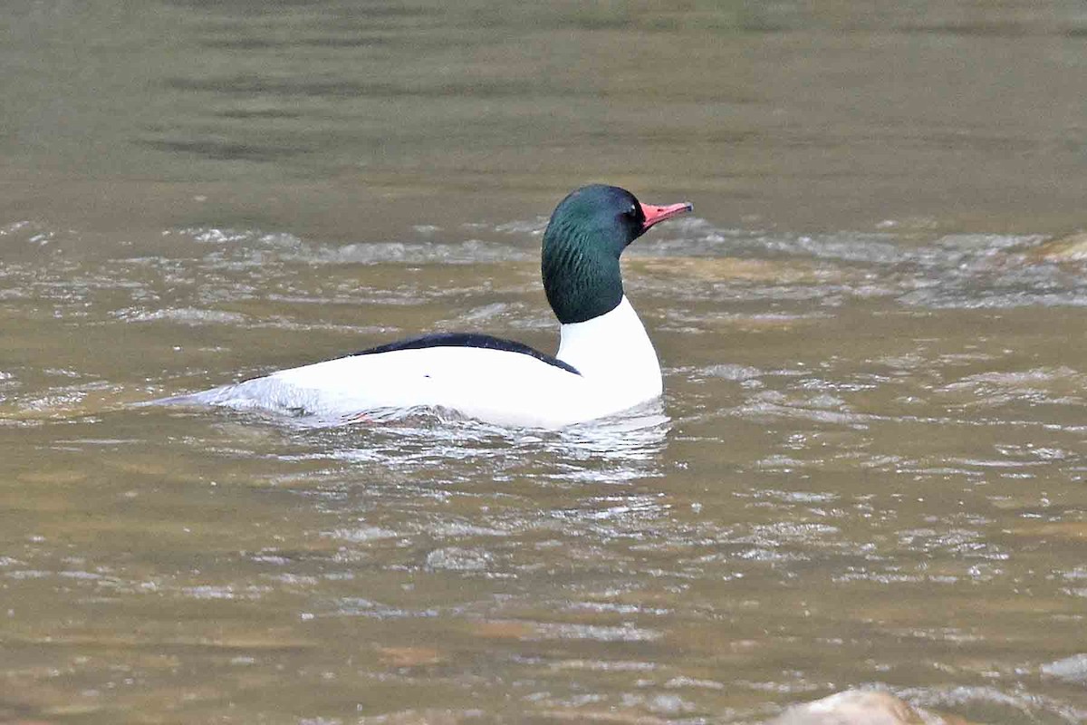 Хумхин бохио - ML435301781