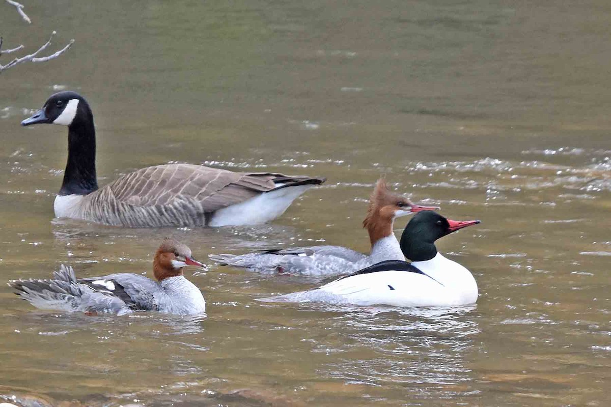 Хумхин бохио - ML435301791