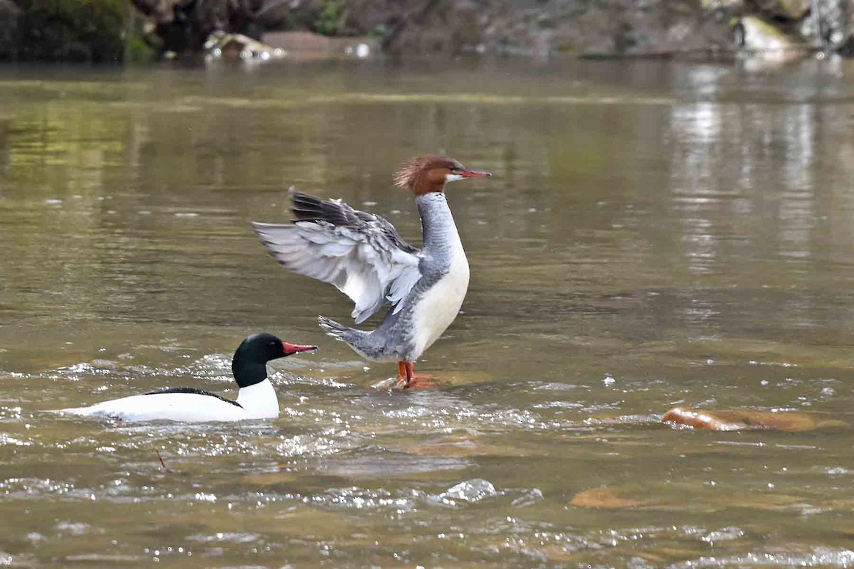 Хумхин бохио - ML435301801