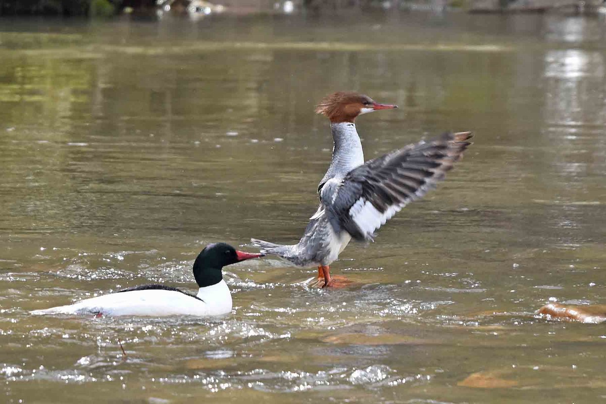 Хумхин бохио - ML435301811