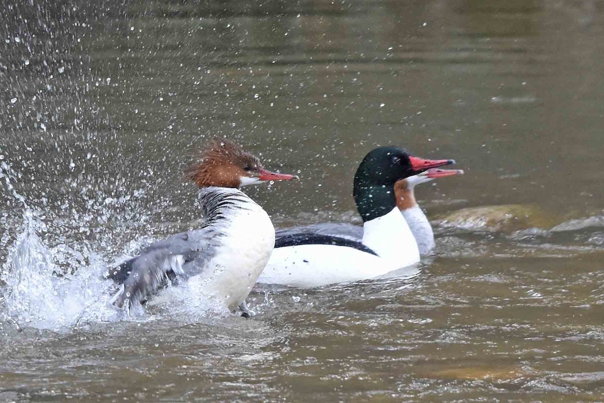 Хумхин бохио - ML435301821