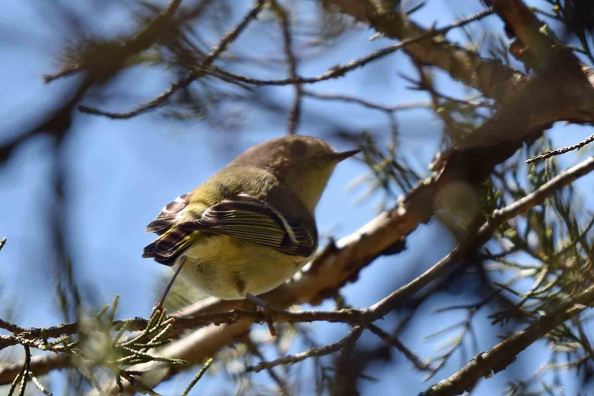 Ruby-crowned Kinglet - ML435301951
