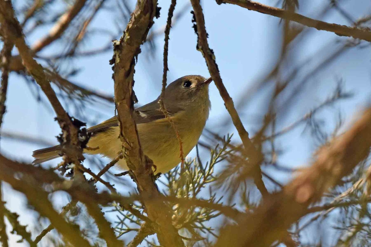 Ruby-crowned Kinglet - ML435301961