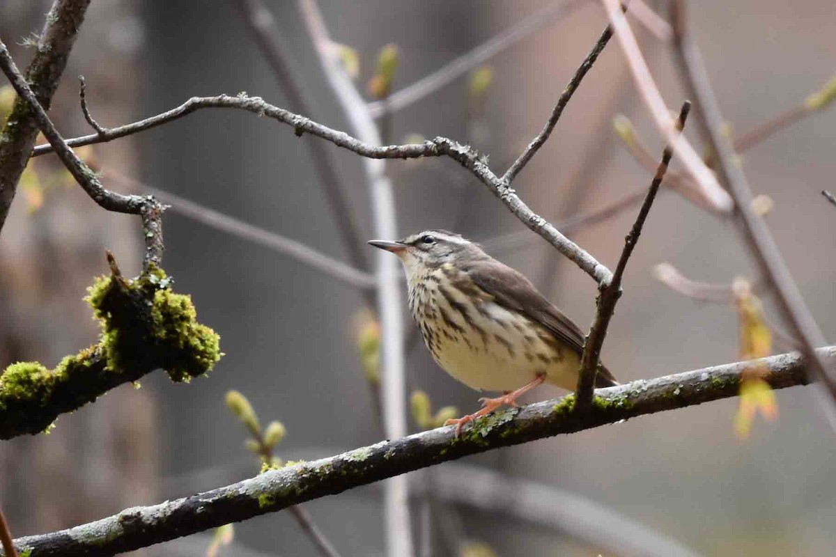 Louisiana Waterthrush - ML435302181