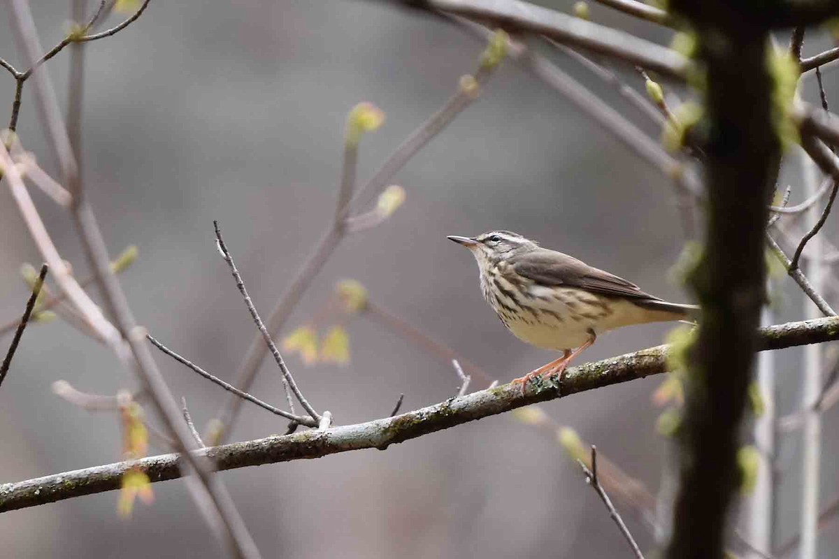 Louisiana Waterthrush - ML435302191