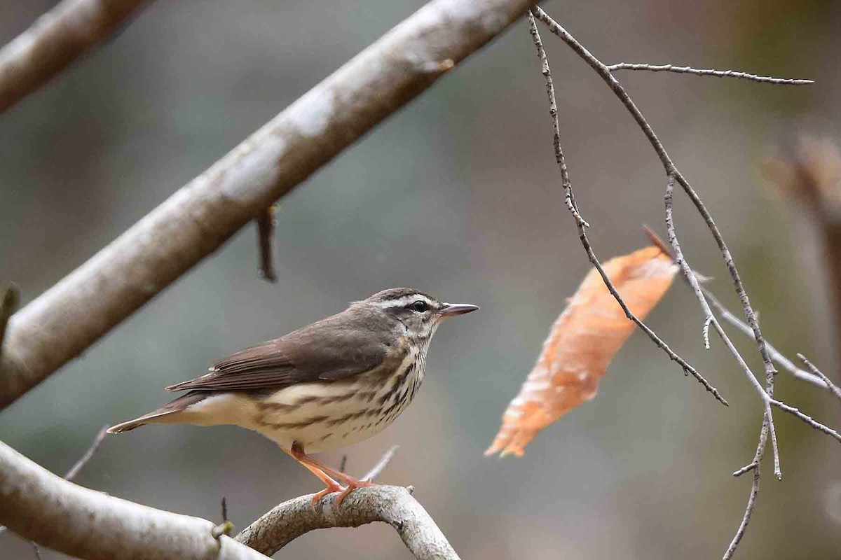 Louisiana Waterthrush - ML435302201