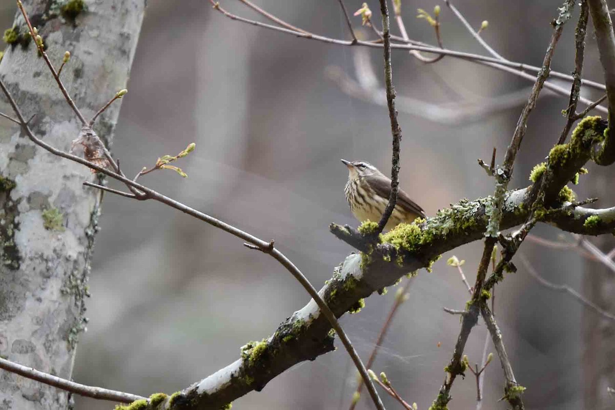 Louisiana Waterthrush - ML435302211
