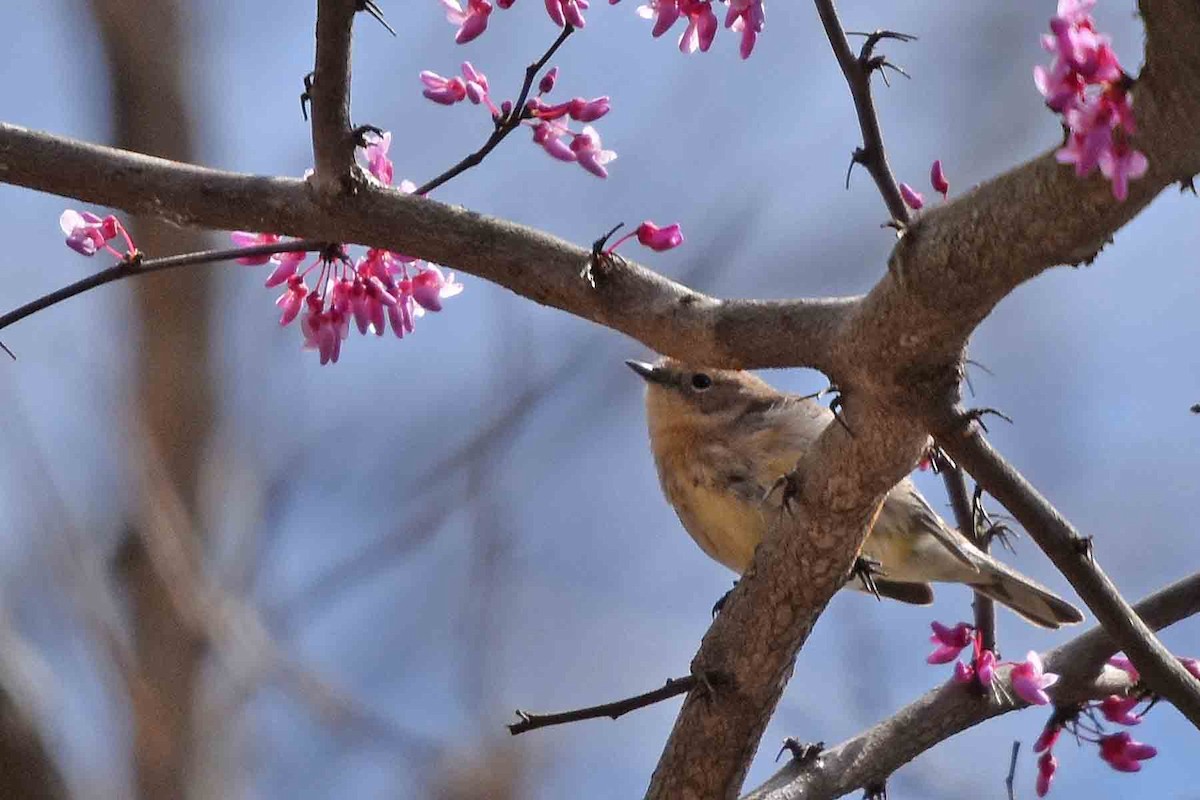Yellow-rumped Warbler - ML435302401